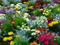 HortSummerShow2020.jpg